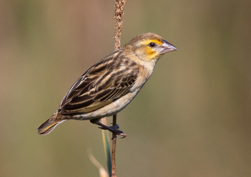 Red-headed Quelea - Michael Buckham