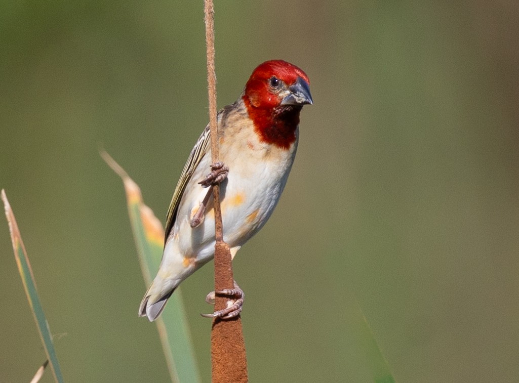 Red-headed Quelea - ML612228846