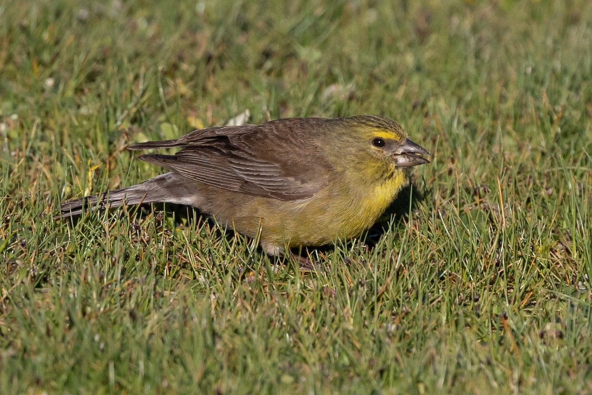 Drakensberg Siskin - ML612228904