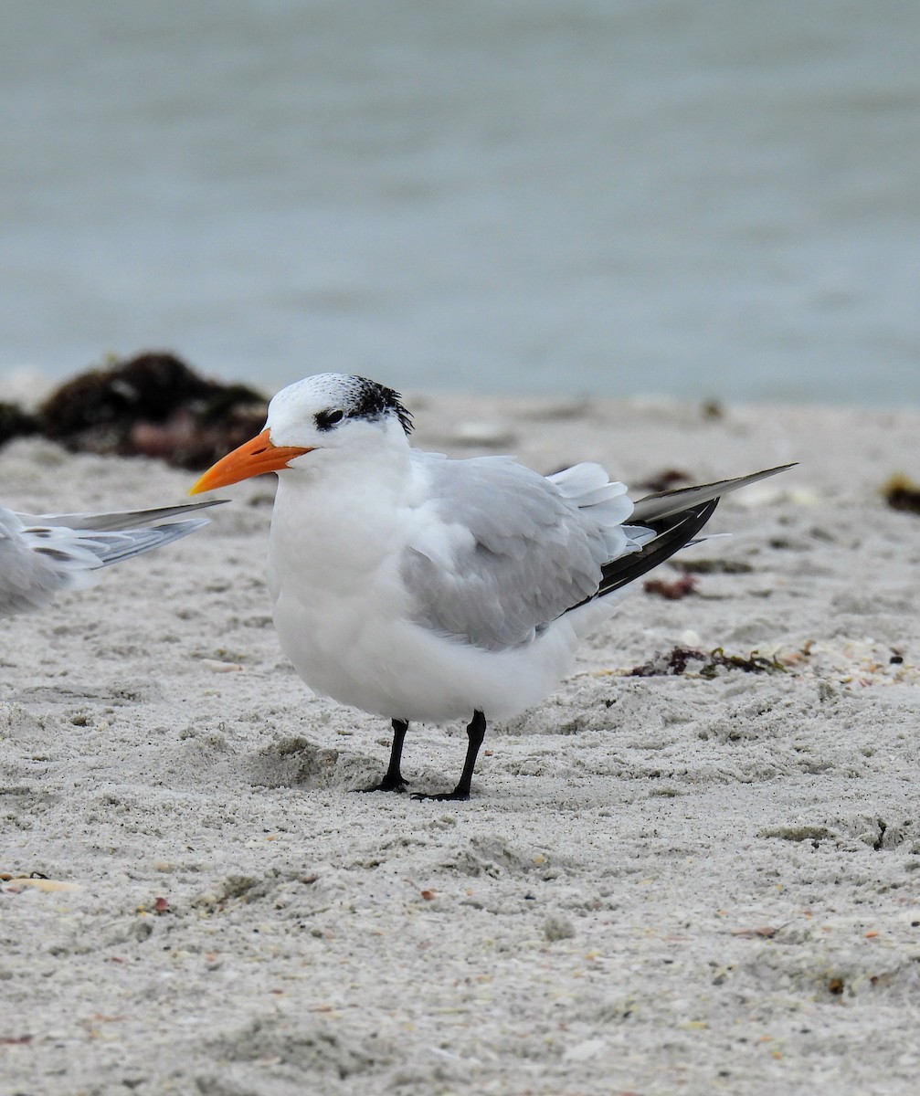 Royal Tern - ML612228972