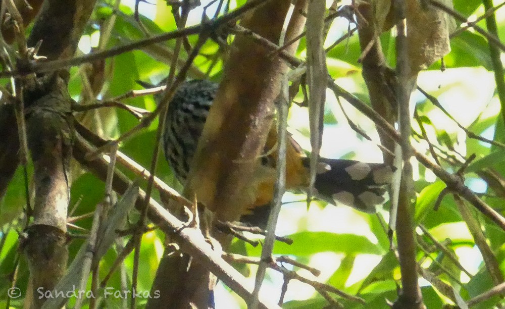 Ferruginous Antbird - Sandra Farkas