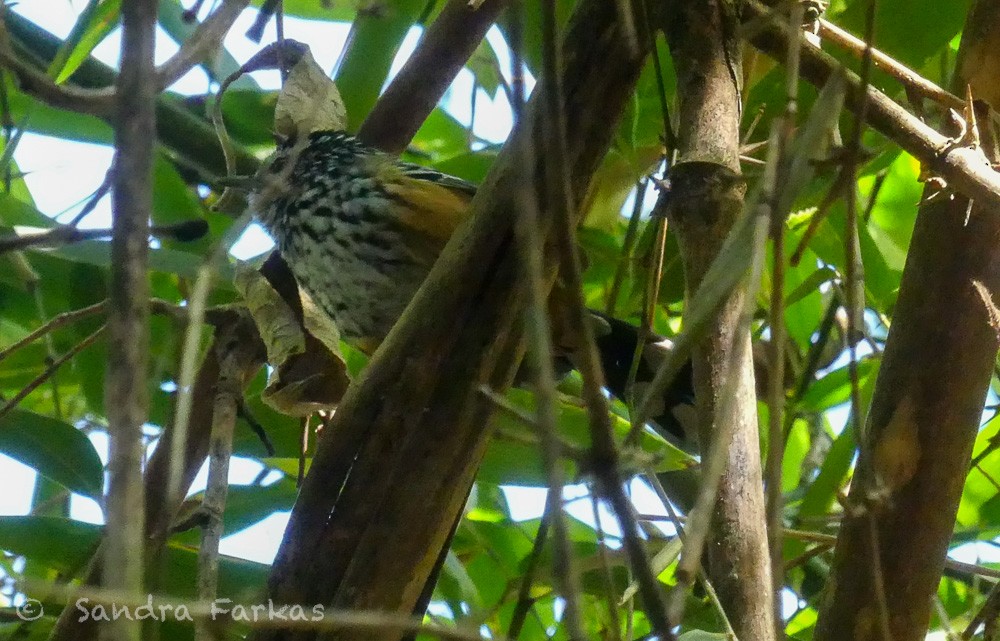 Ferruginous Antbird - Sandra Farkas