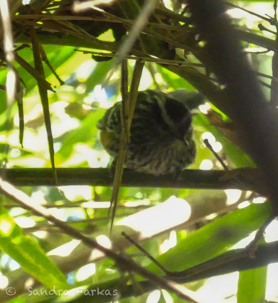 Ferruginous Antbird - Sandra Farkas