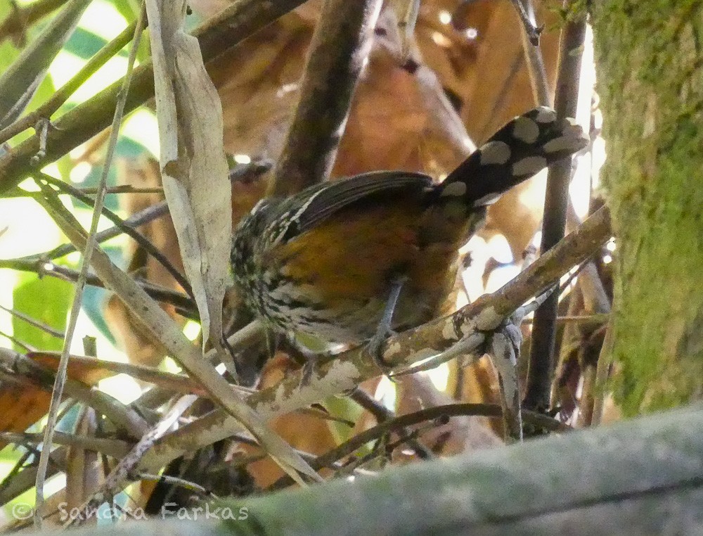 Ferruginous Antbird - Sandra Farkas