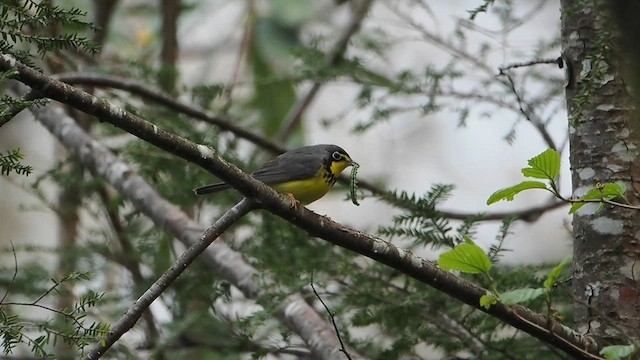 Paruline du Canada - ML612228987