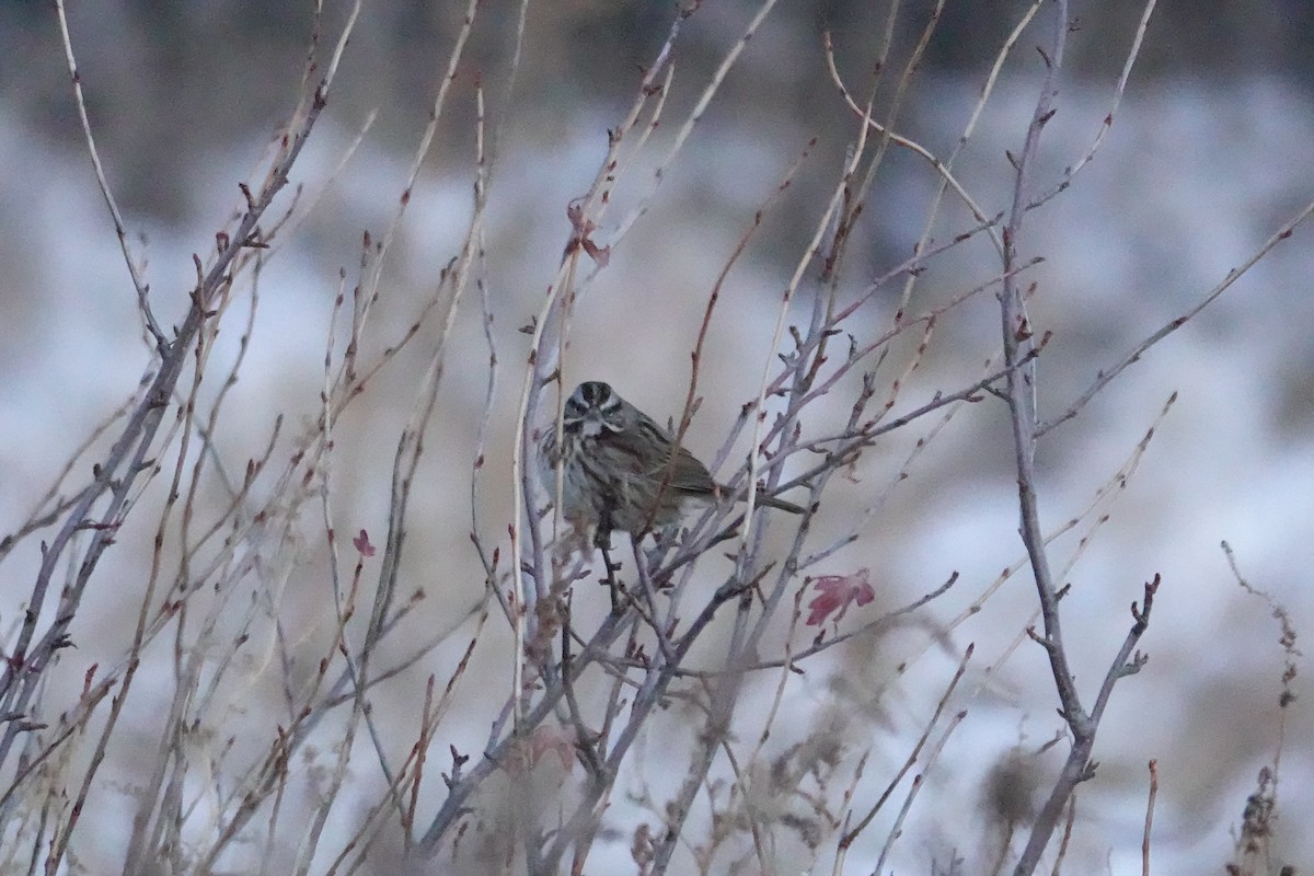 Song Sparrow - Charlie Paterson