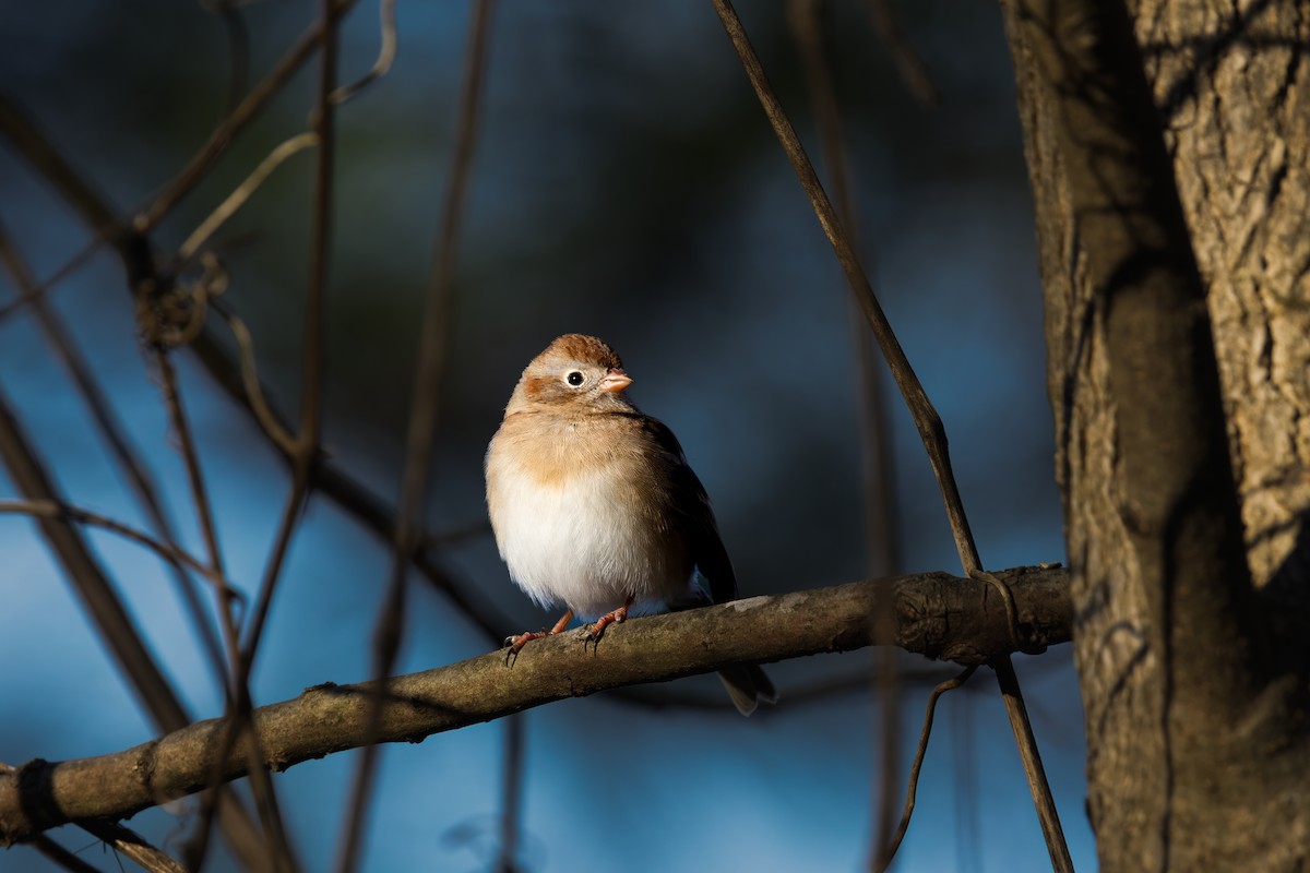 Field Sparrow - LEN OToole
