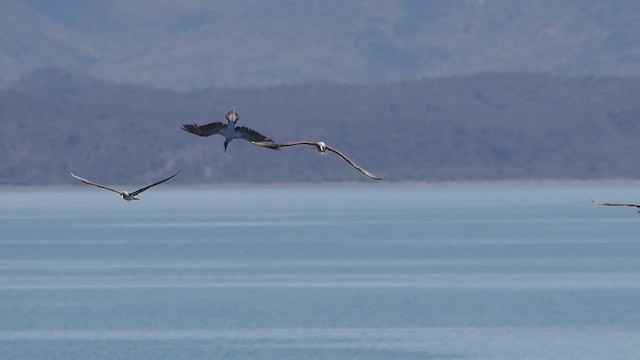 Blue-footed Booby - ML612229058