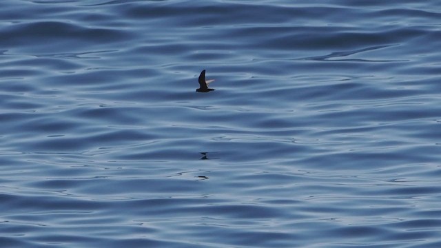 Least Storm-Petrel - ML612229093