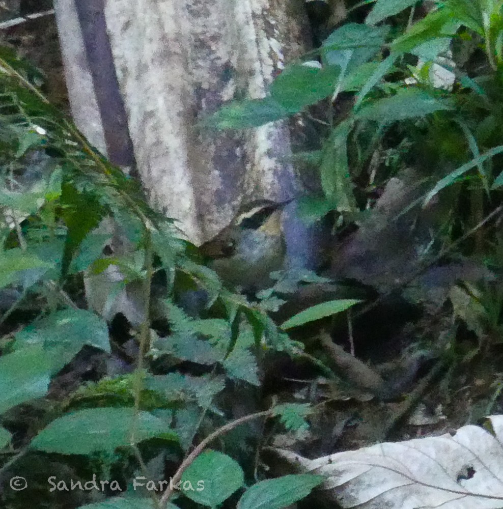 White-bibbed Antbird - ML612229113