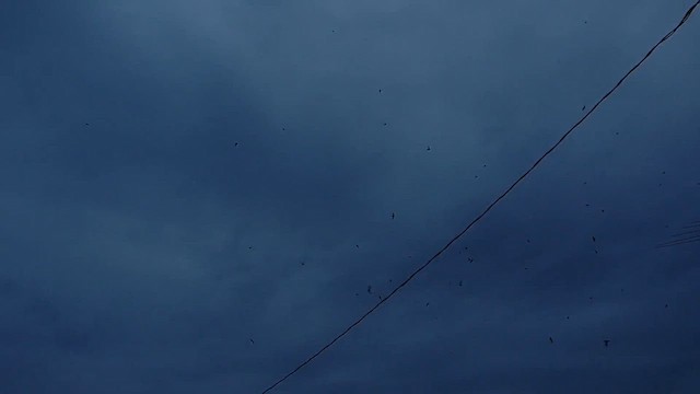 skorsteinsseiler - ML612229206