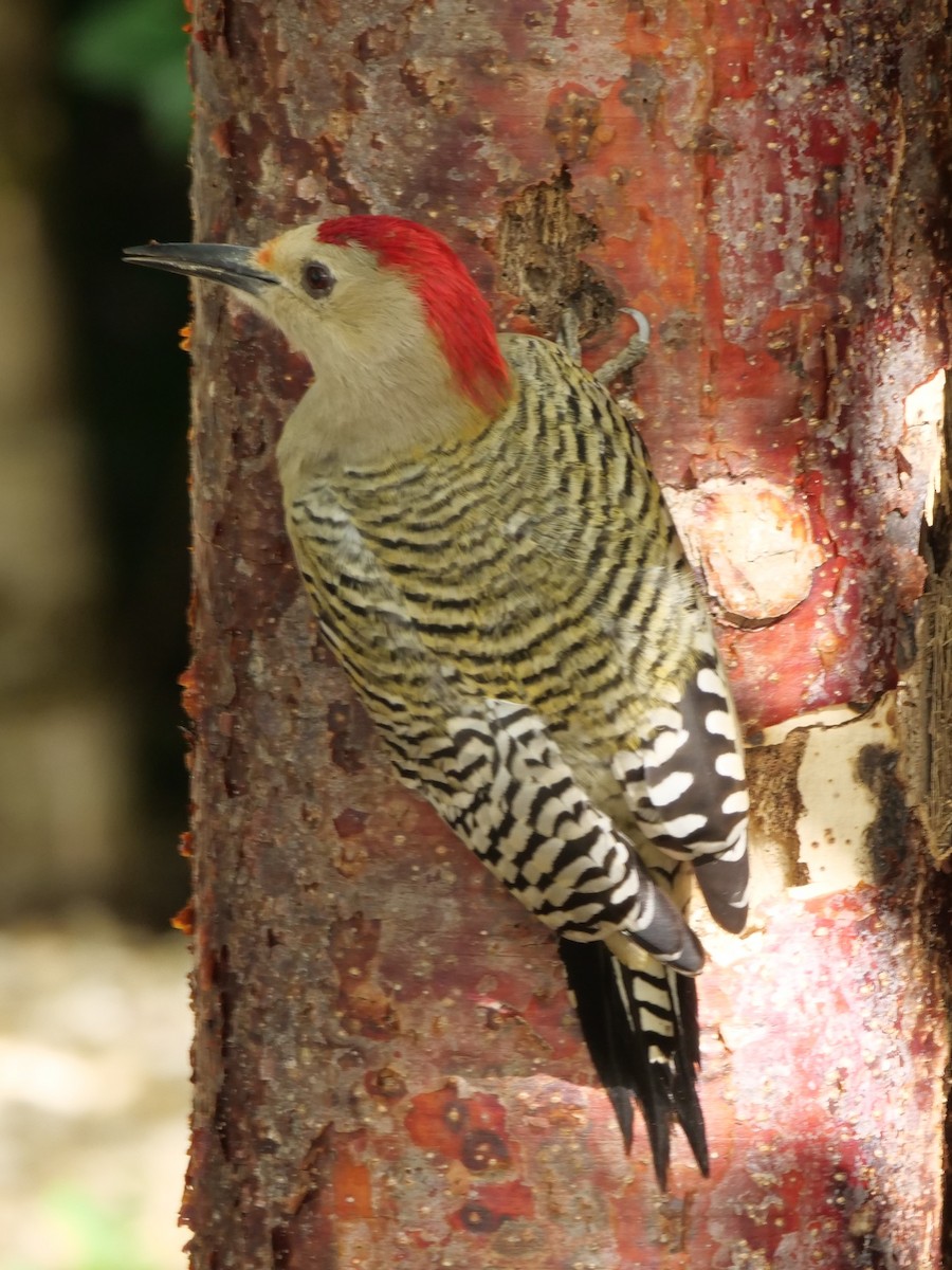 West Indian Woodpecker - ML612229216