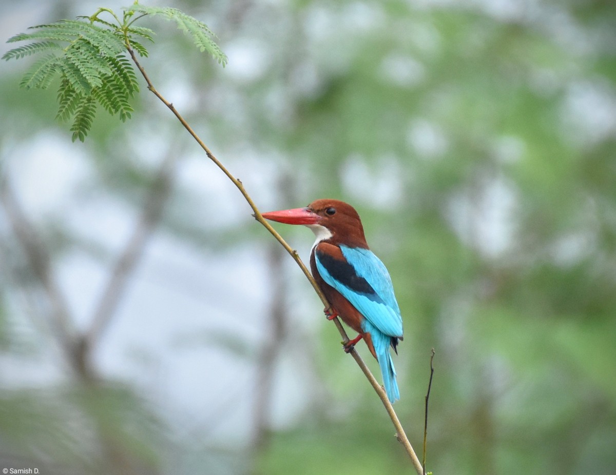 White-throated Kingfisher - Samish Dhongle