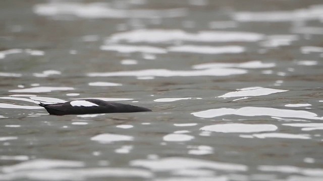 Pigeon Guillemot - ML612229254