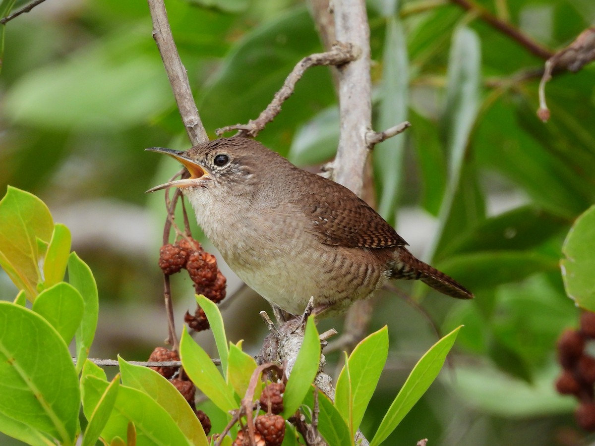 Northern House Wren - ML612229282