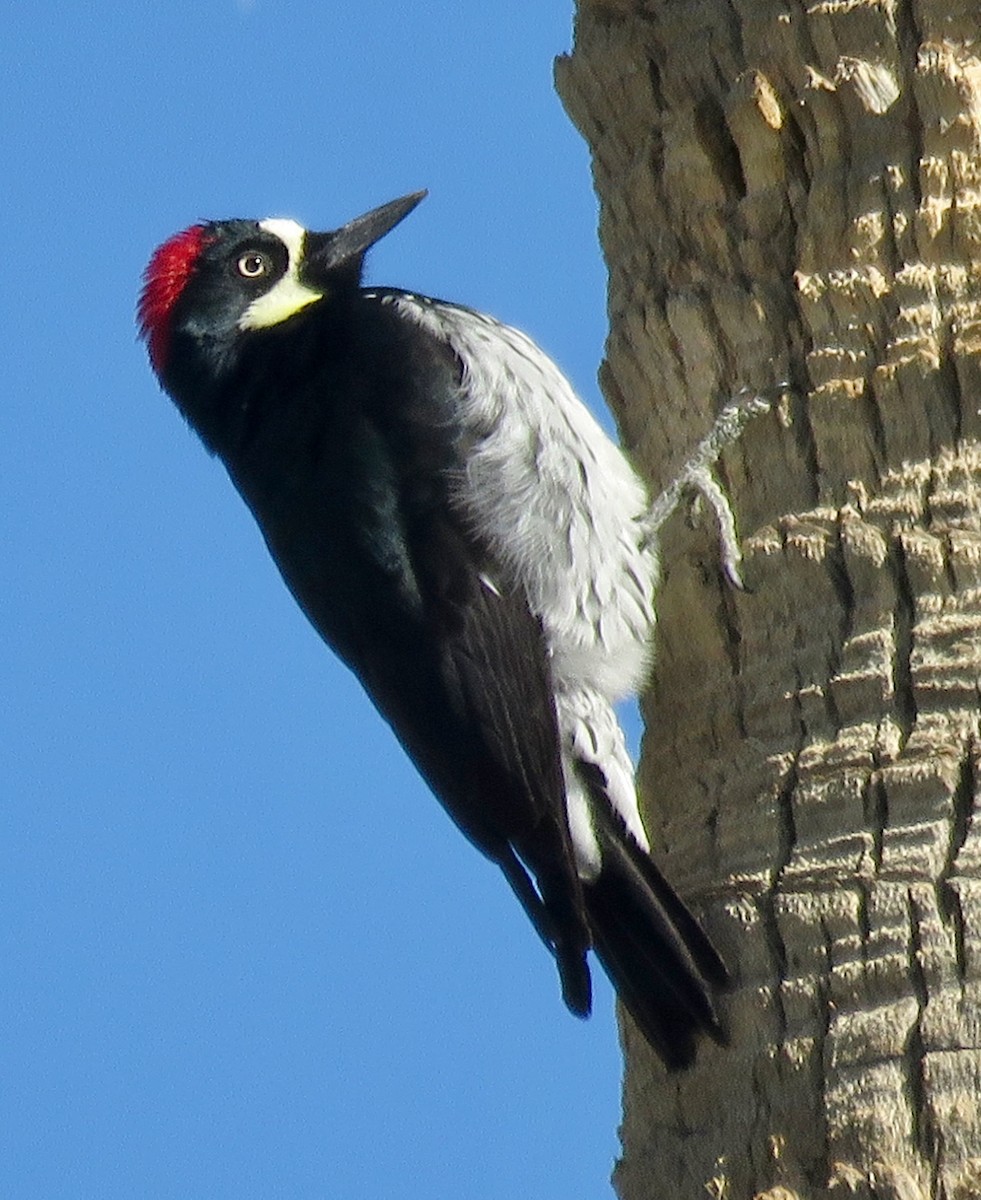 Acorn Woodpecker - ML612229290