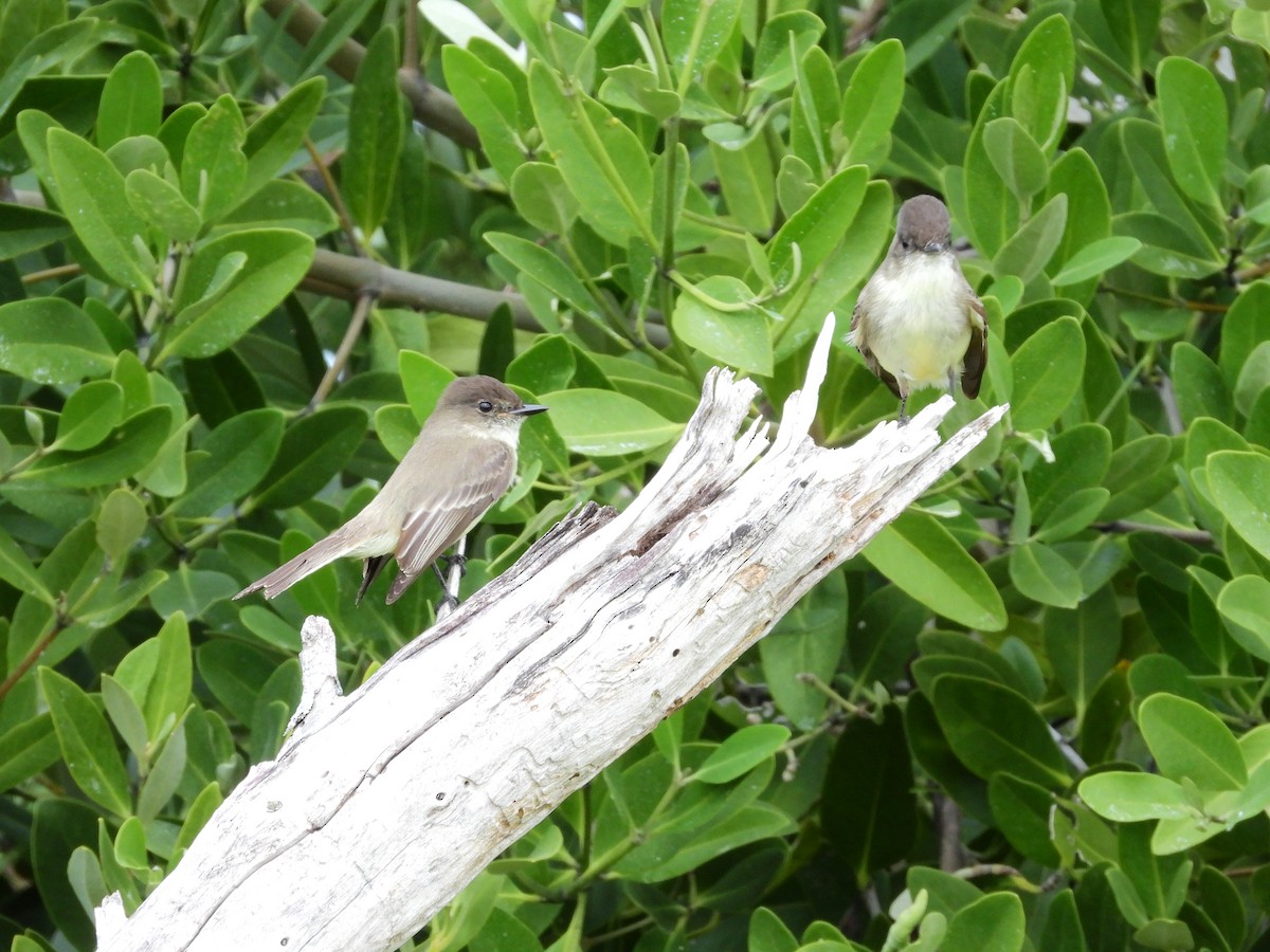 Eastern Phoebe - ML612229359