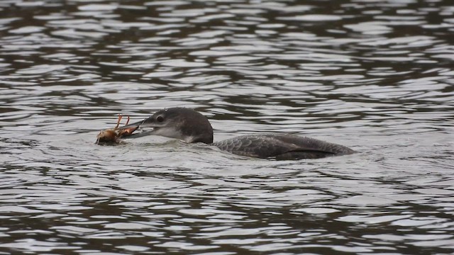 Plongeon huard - ML612229463