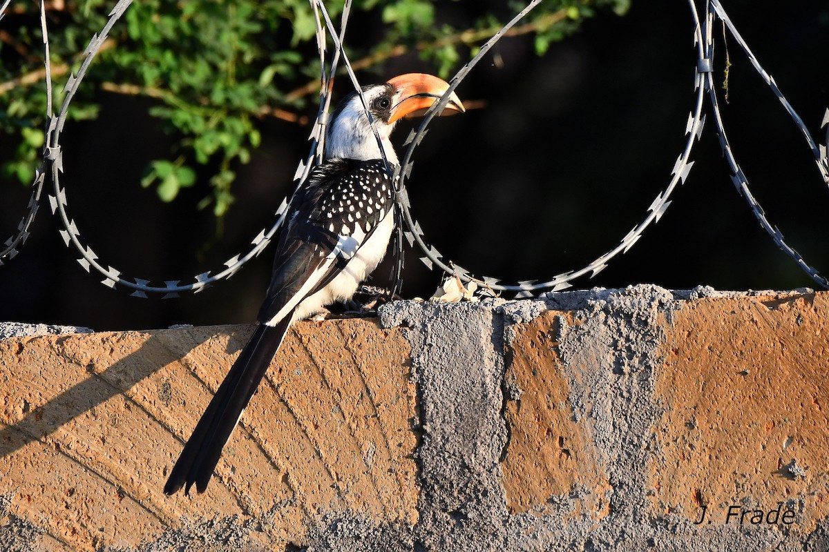 Jackson's Hornbill - José Frade