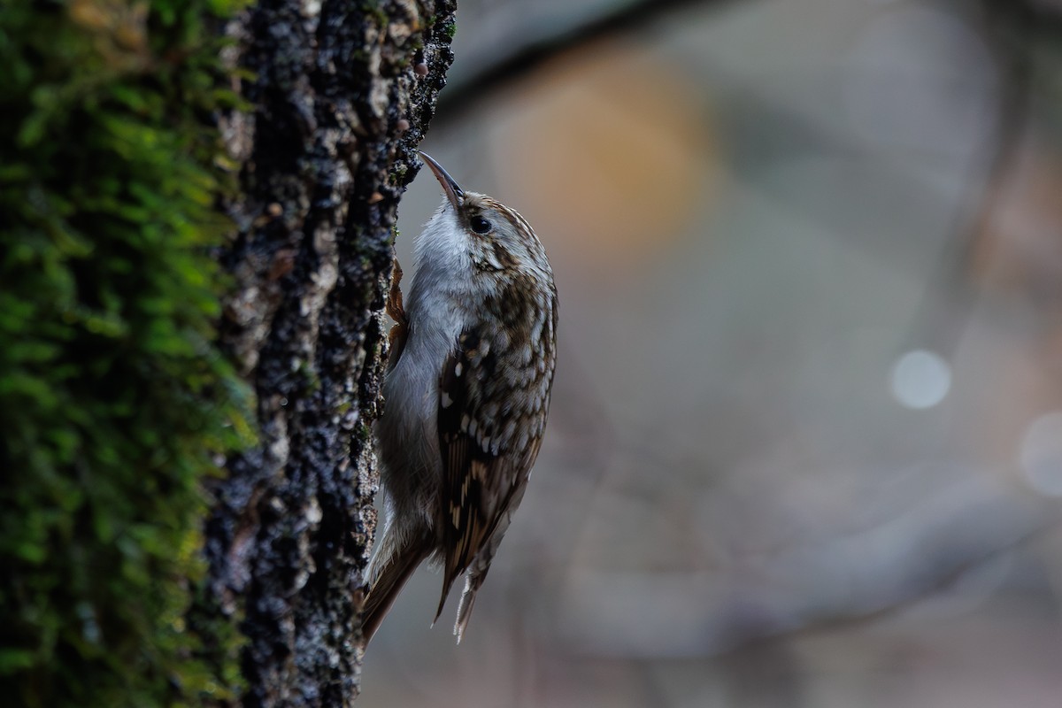 Eurasian Treecreeper - Giorgi Natsvlishvili