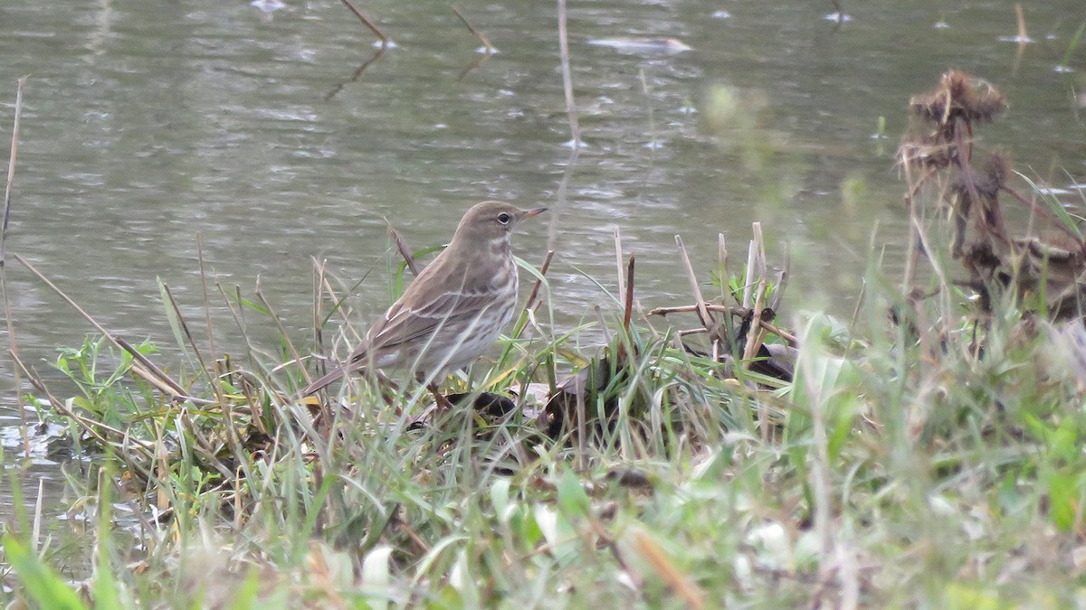 Water Pipit (Western) - ML612229487