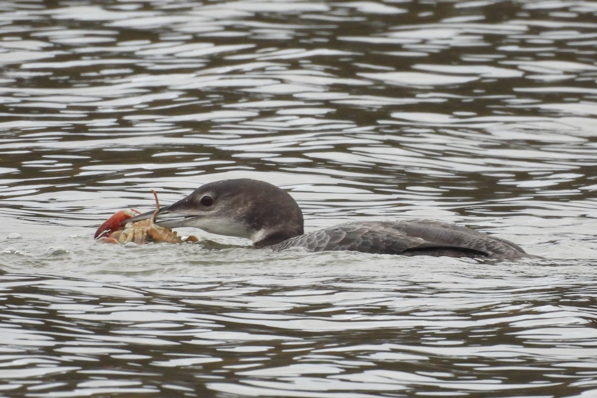 Common Loon - ML612229491