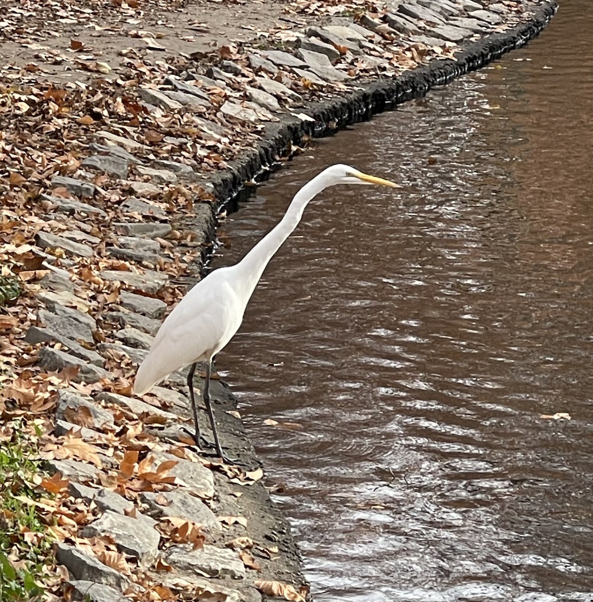 Great Egret - Theresa & Steve Graham