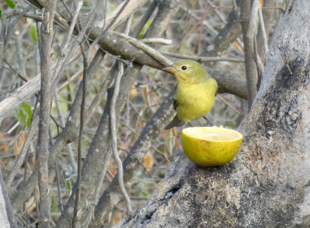 Western Tanager - ML612229577