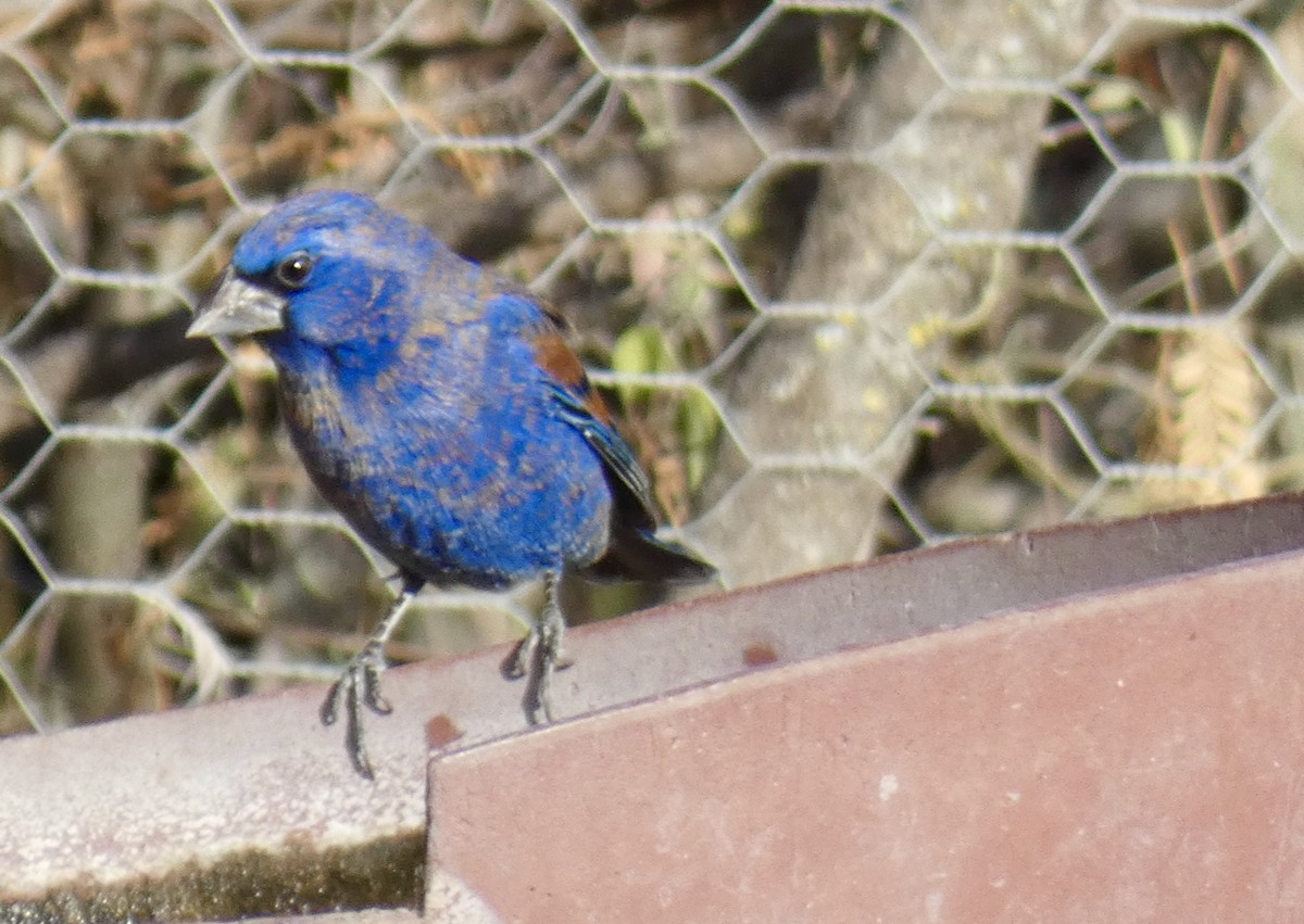 papežík modrý - ML612229614