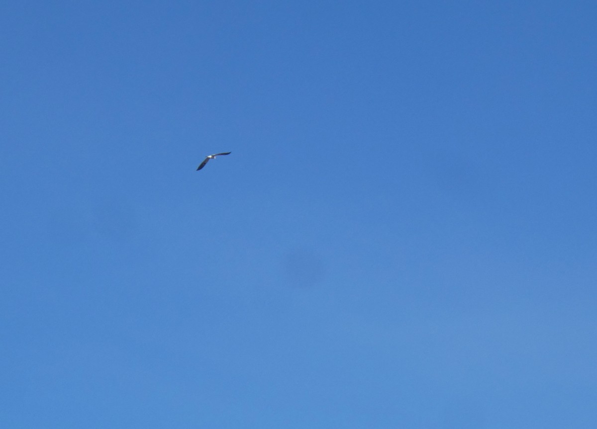 luněc americký - ML612229636