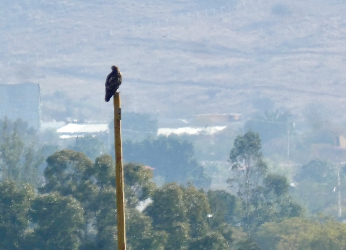 káně rudochvostá - ML612229639