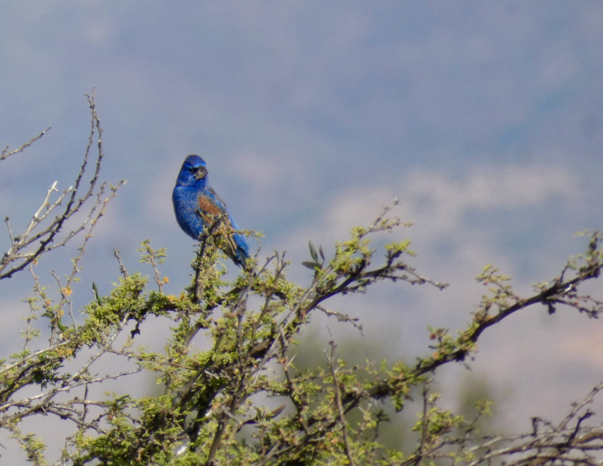 Blue Grosbeak - ML612229645