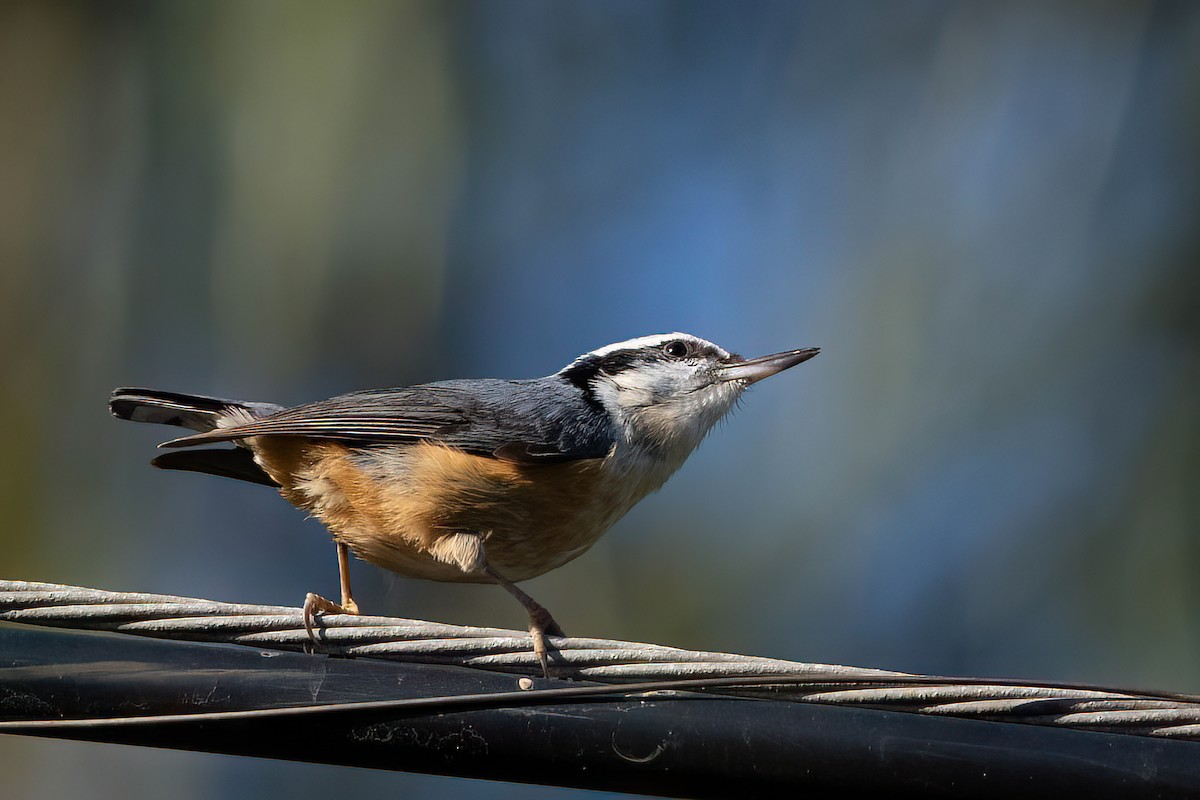 Red-breasted Nuthatch - ML612229673