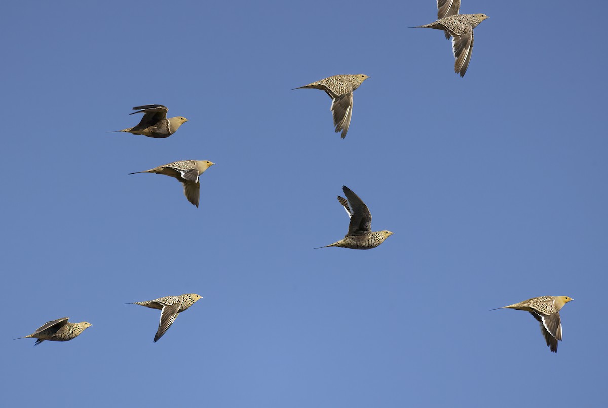 Namaqua Sandgrouse - Simon Mitchell