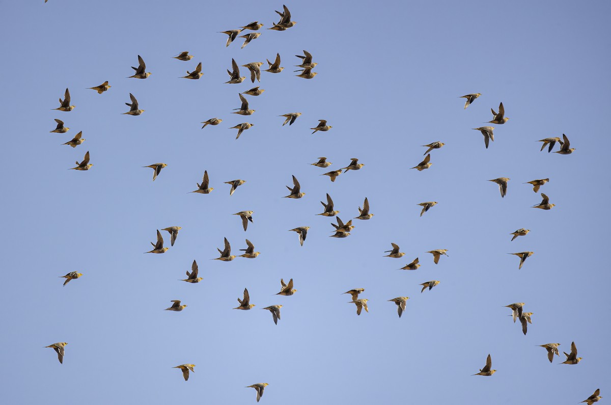 Namaqua Sandgrouse - Simon Mitchell