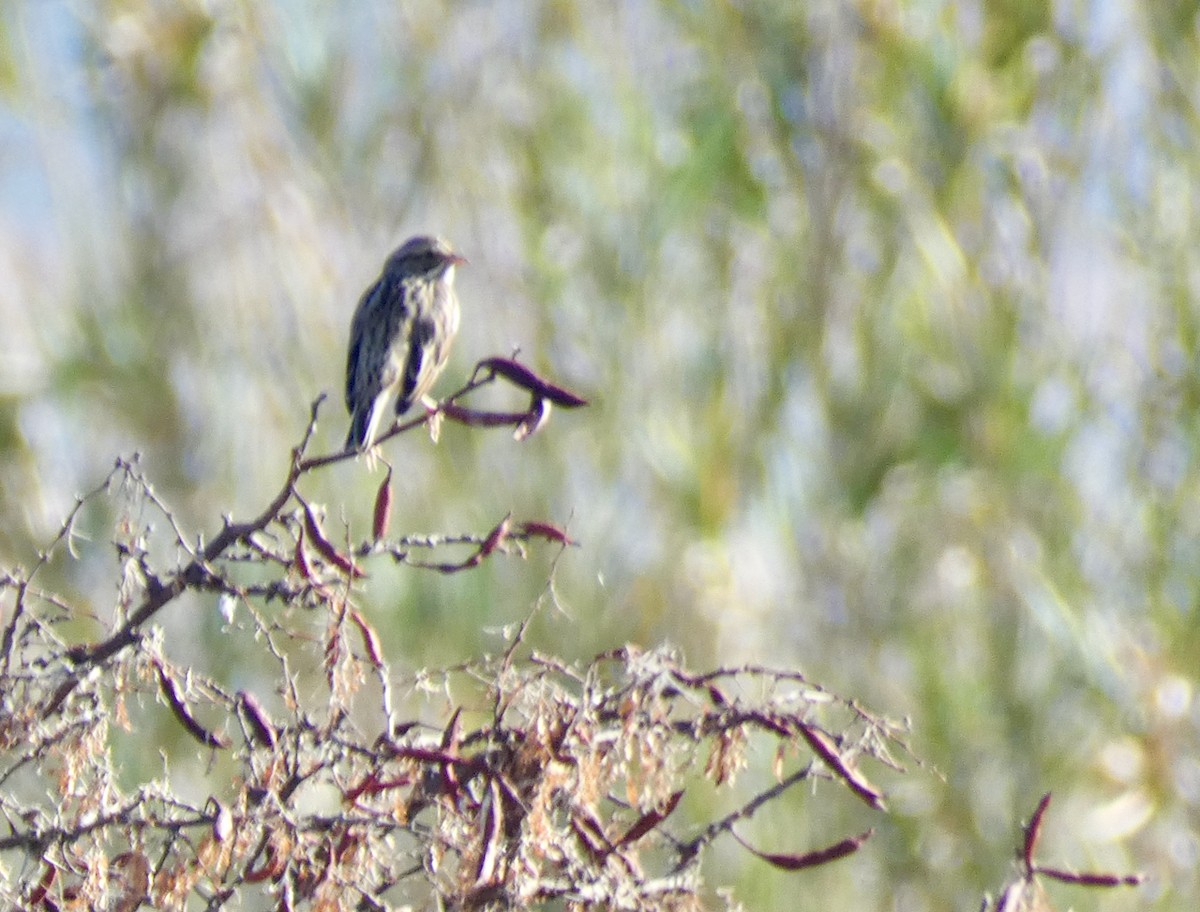 strnadec luční - ML612229692