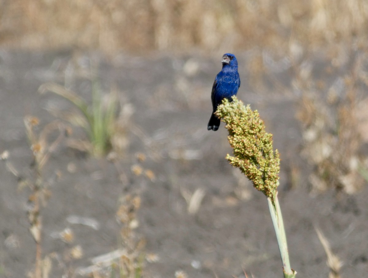 Blue Grosbeak - ML612229705