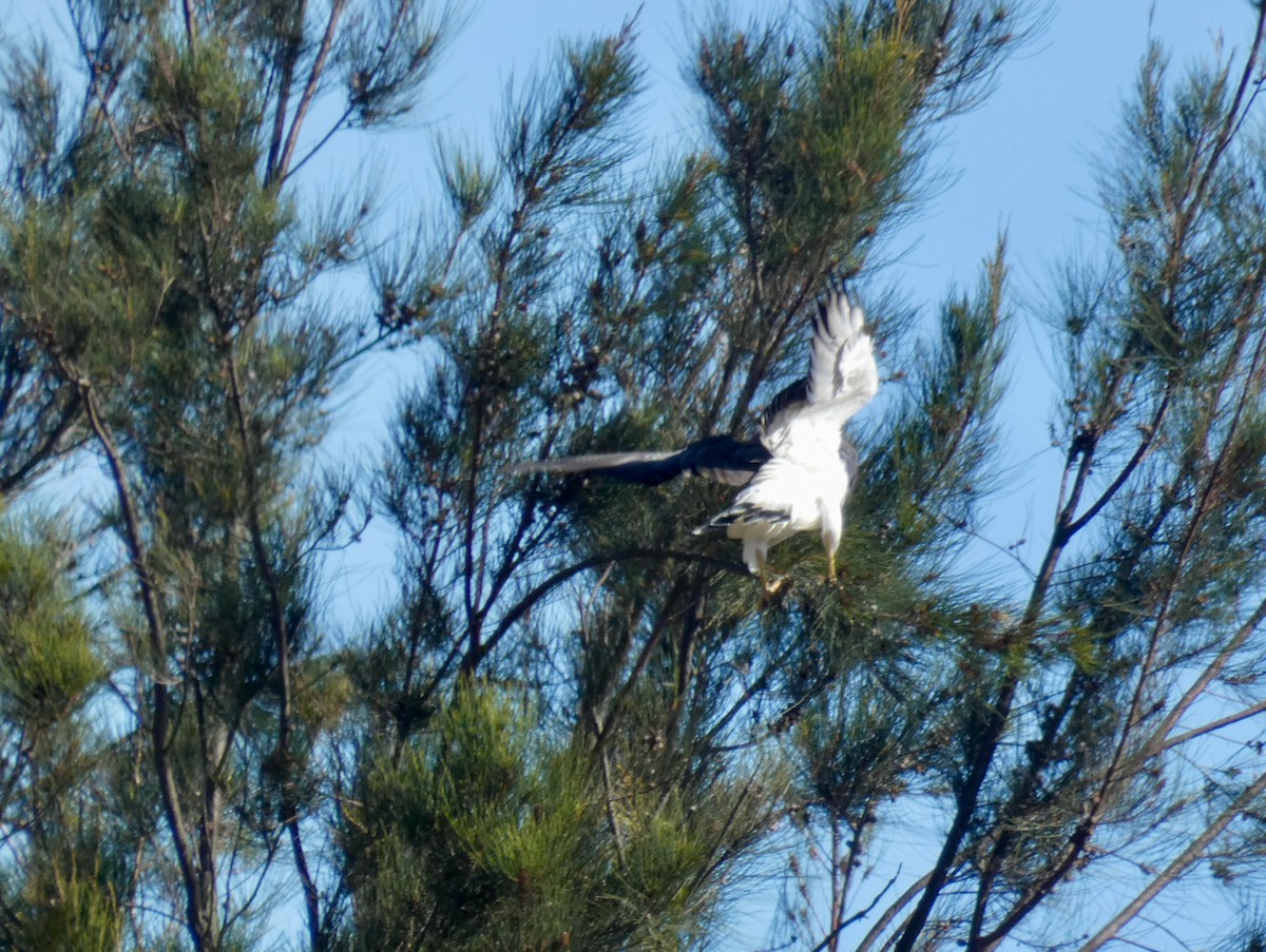 káně pestrá - ML612229710