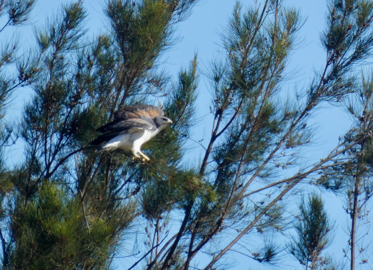 White-tailed Hawk - ML612229713