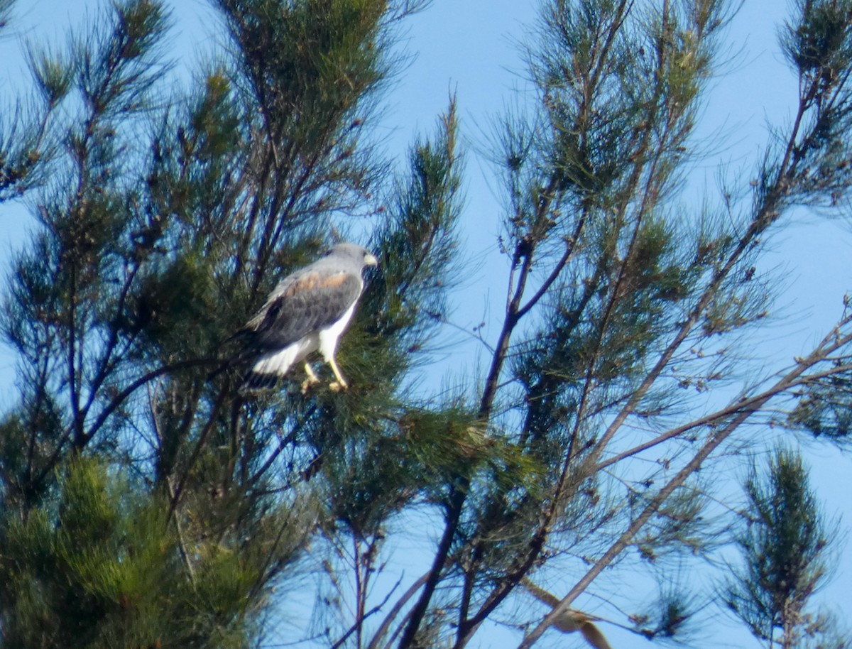 White-tailed Hawk - Mary Jane Gagnier