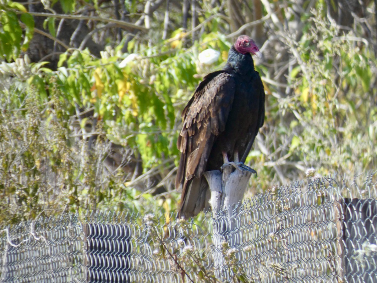 Turkey Vulture - ML612229840