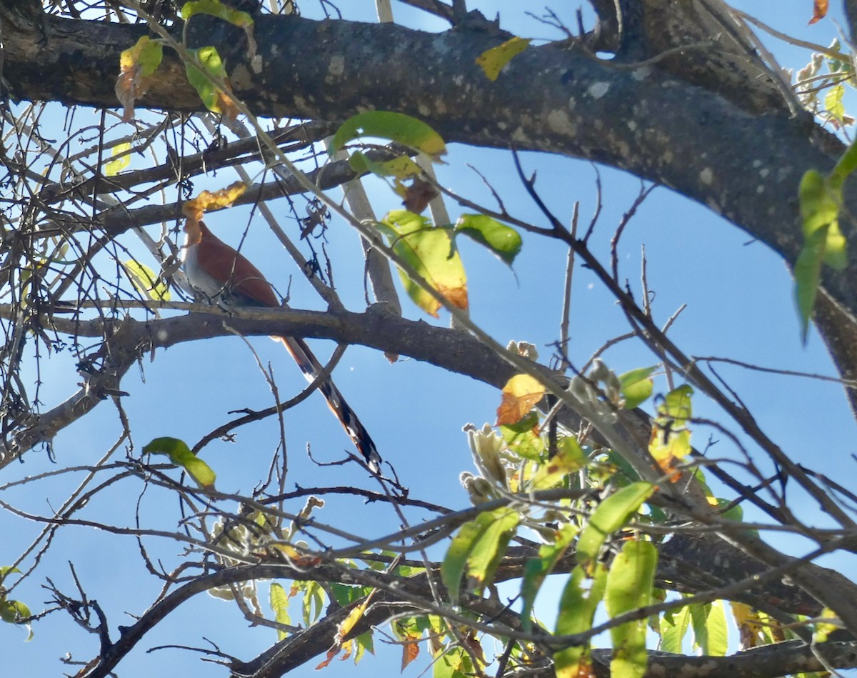 kukačka mexická - ML612229847