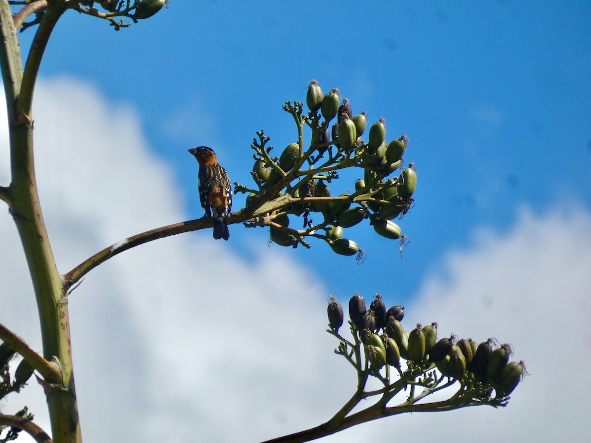 Black-headed Grosbeak - ML612229861