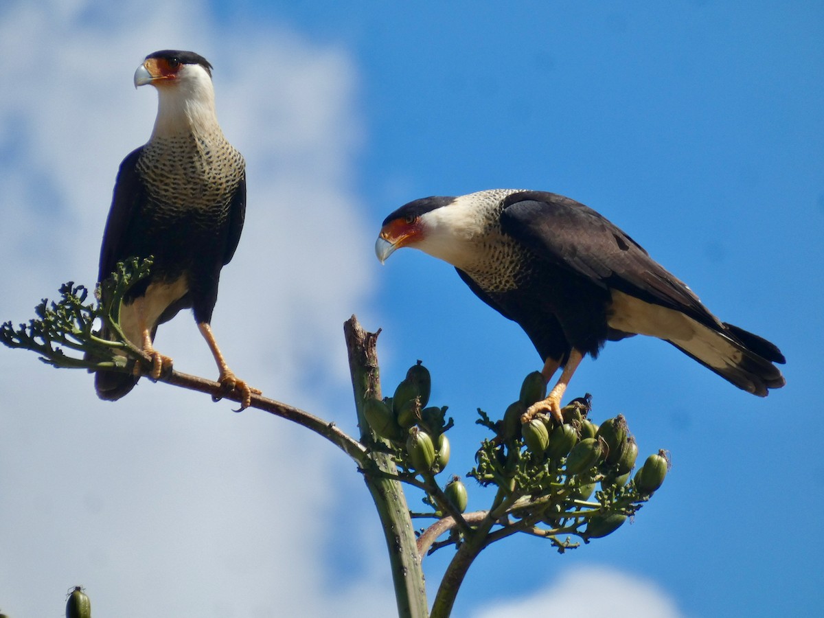 Crested Caracara - ML612229873