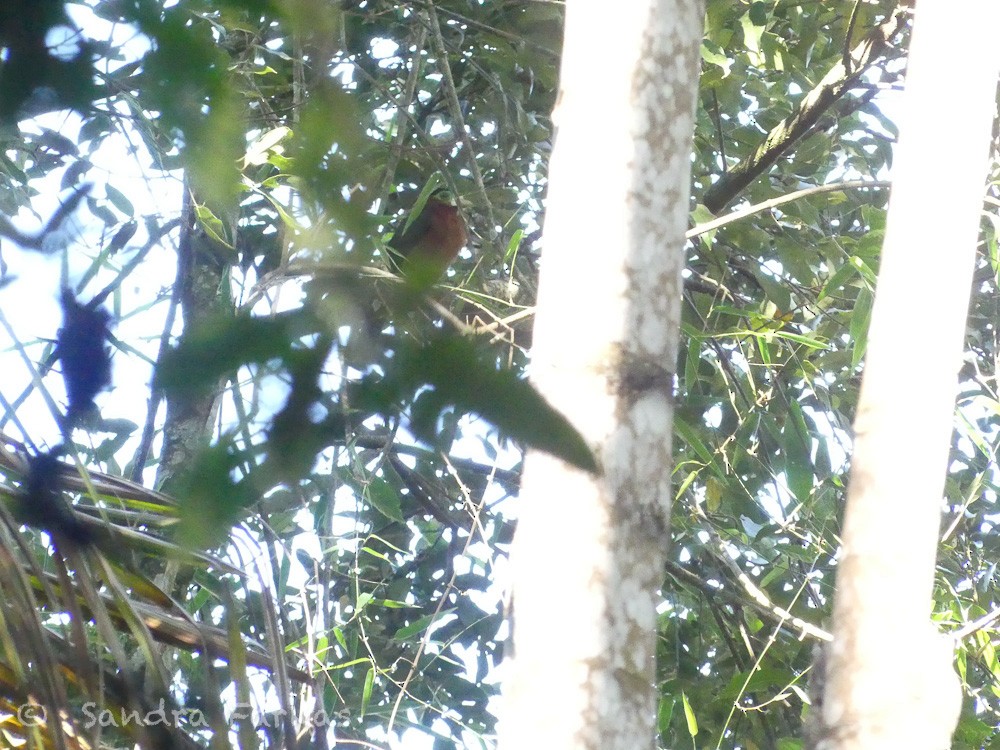 Spot-billed Toucanet - Sandra Farkas