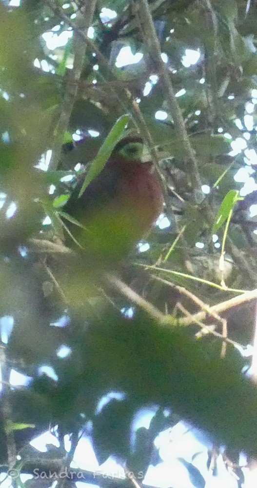 Spot-billed Toucanet - Sandra Farkas