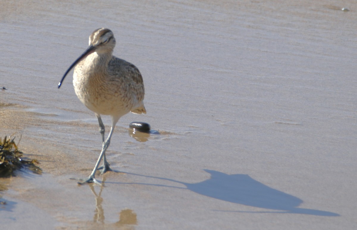 Whimbrel - ML612230001