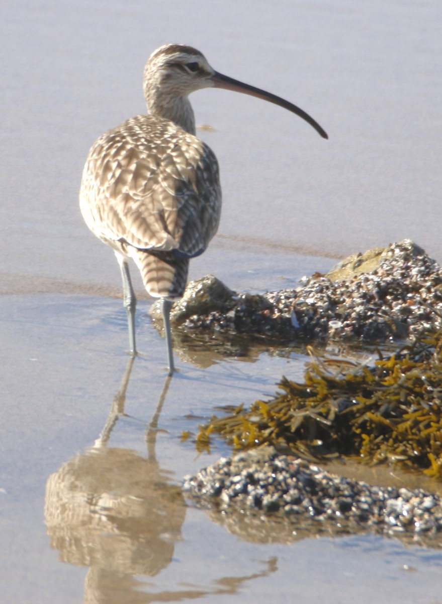 Whimbrel - ML612230007