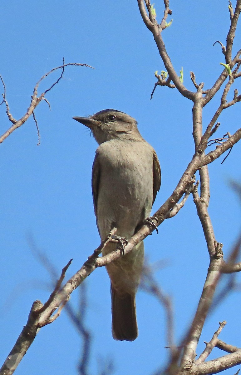 Crowned Slaty Flycatcher - ML612230044