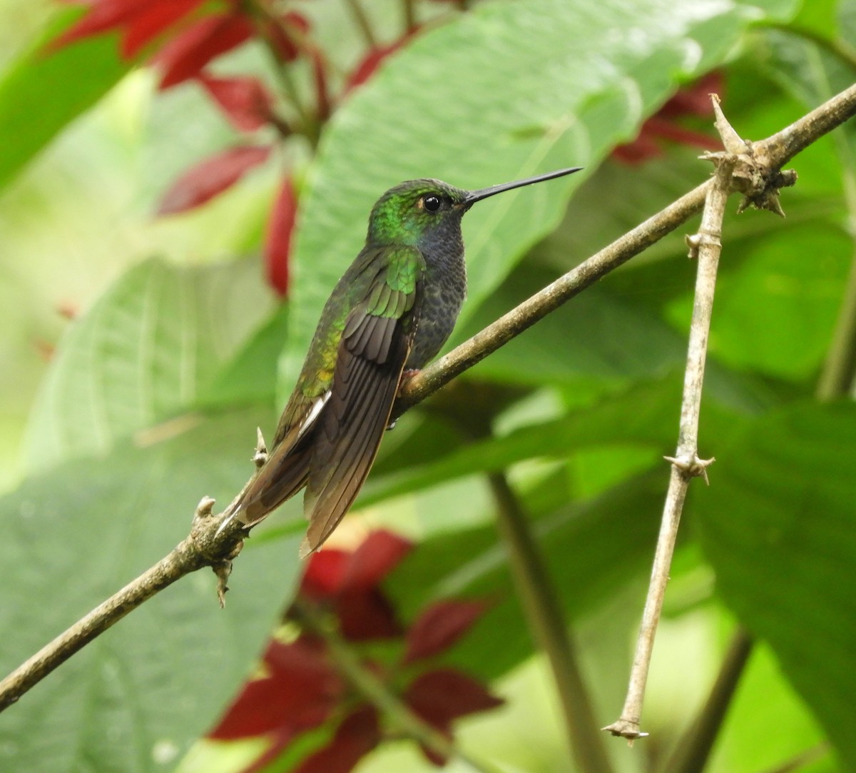 kolibřík zelenohřbetý - ML612230061